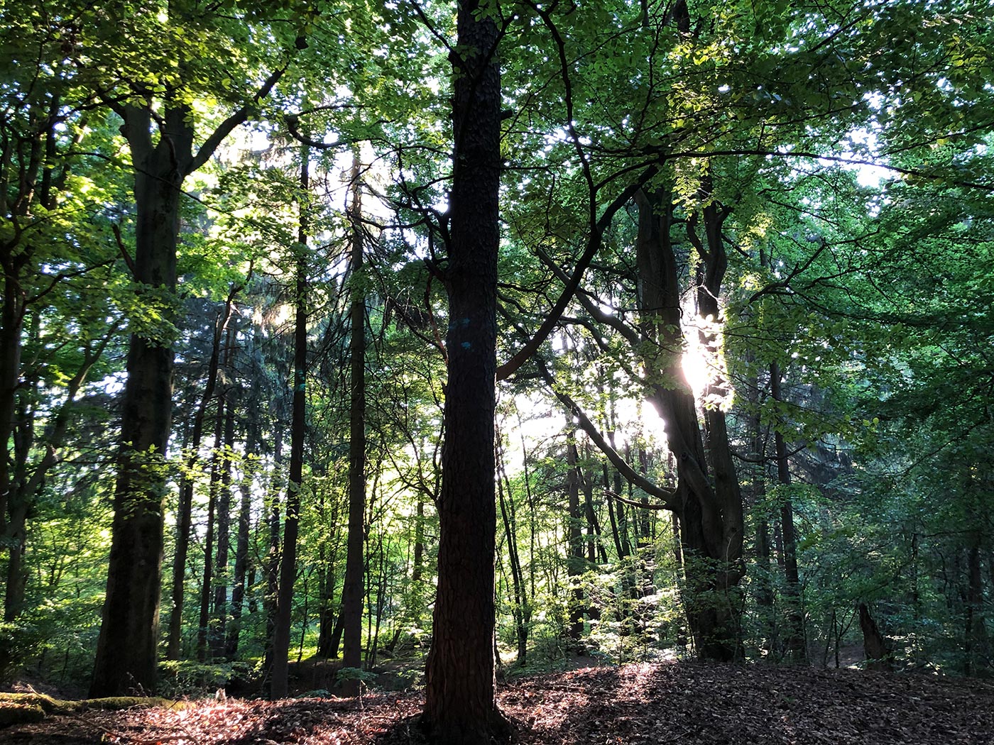 www.youthcamp-schaumburg.de – JUGENDCAMP auf dem Bückeberg im JBF